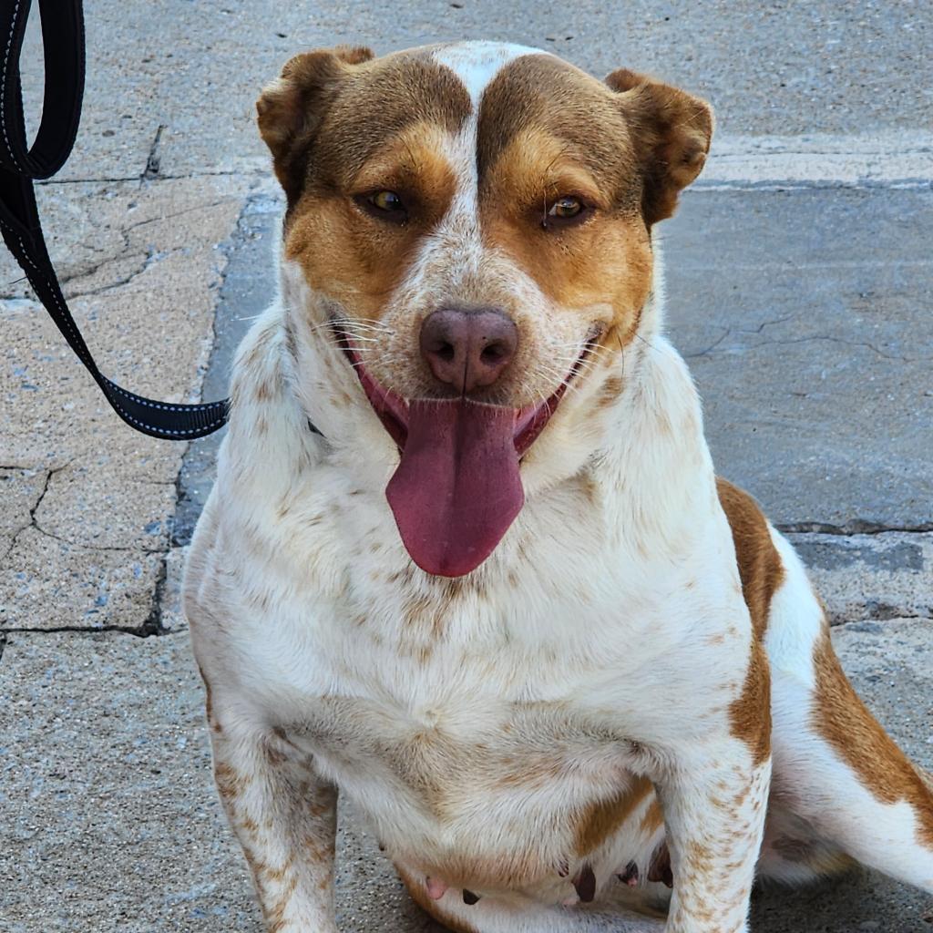 Lotus, an adoptable Cattle Dog, Mixed Breed in Enid, OK, 73703 | Photo Image 6