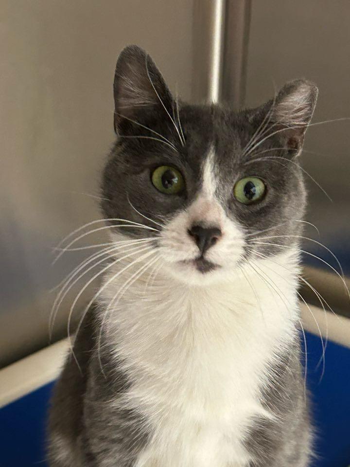 Josh, an adoptable Domestic Short Hair in Ontario, OR, 97914 | Photo Image 1