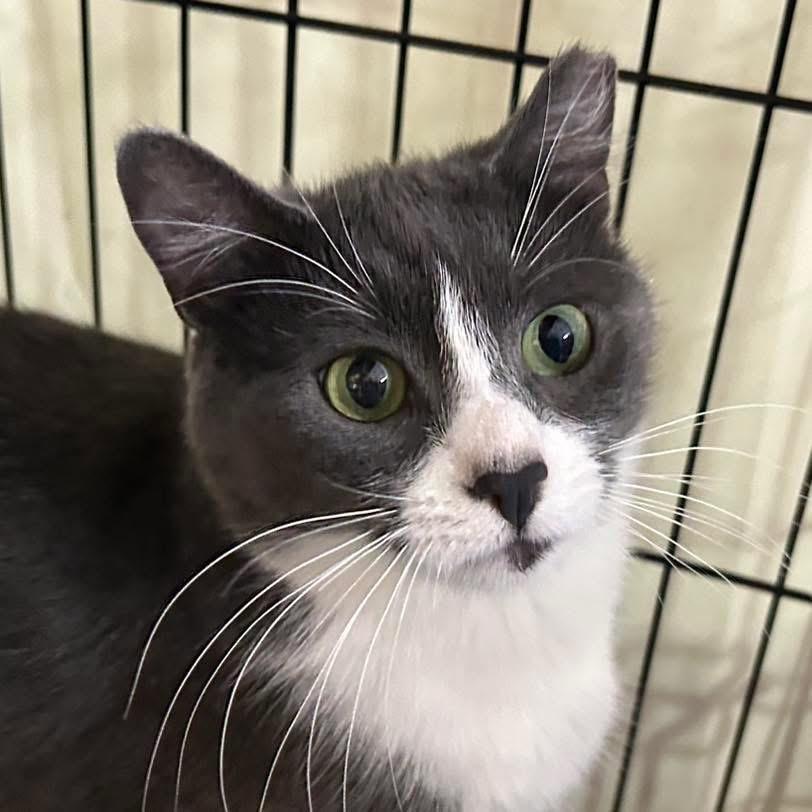 Josh, an adoptable Domestic Short Hair in Ontario, OR, 97914 | Photo Image 1