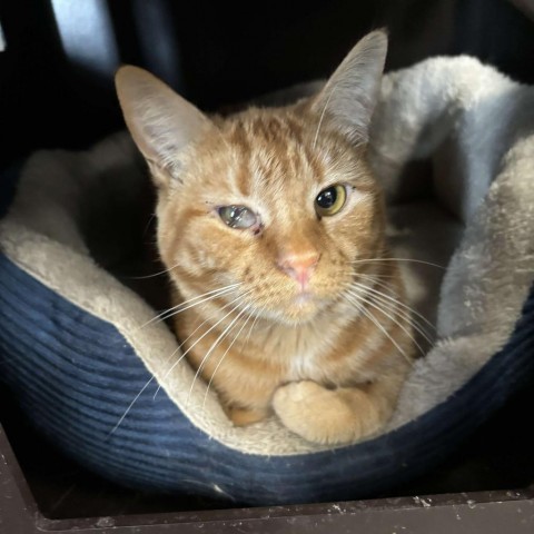 Carina Smyth, an adoptable Domestic Short Hair in Carroll, IA, 51401 | Photo Image 1