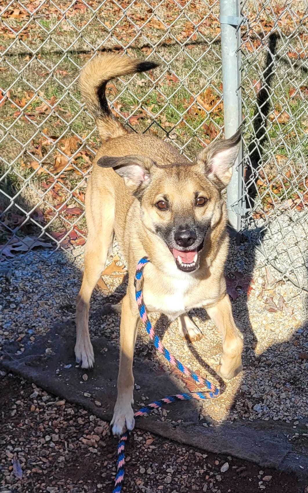 Baby aka Bandit, an adoptable Mixed Breed in Shelburne, VT, 05482 | Photo Image 1