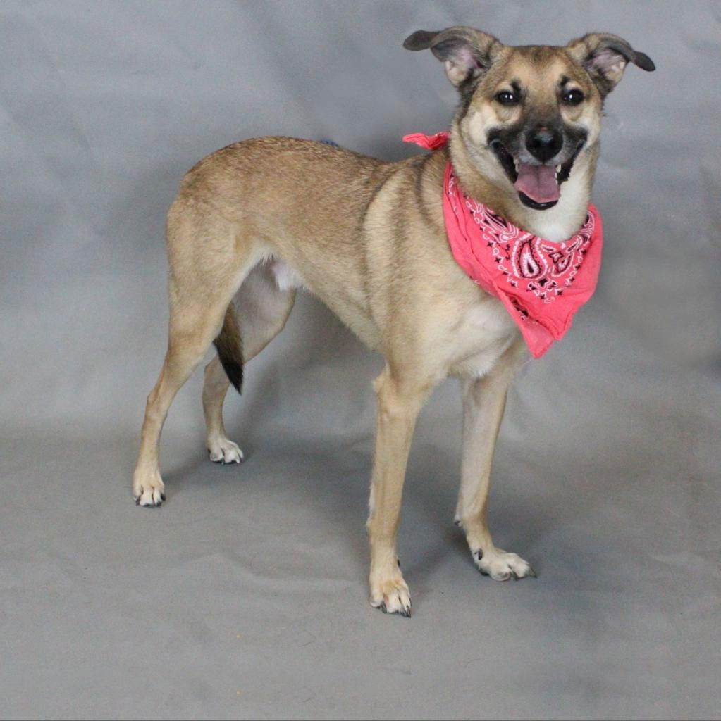 Baby aka Bandit, an adoptable Mixed Breed in Shelburne, VT, 05482 | Photo Image 2