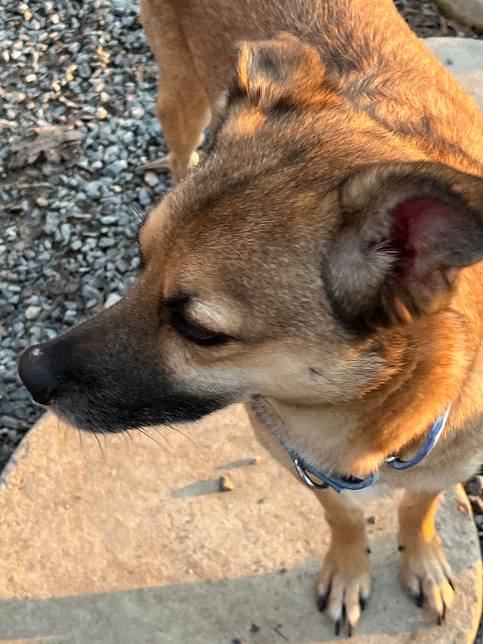 Baby aka Bandit, an adoptable Mixed Breed in Shelburne, VT, 05482 | Photo Image 3