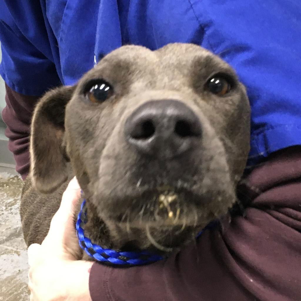 Lola, an adoptable Mixed Breed in Shelburne, VT, 05482 | Photo Image 2