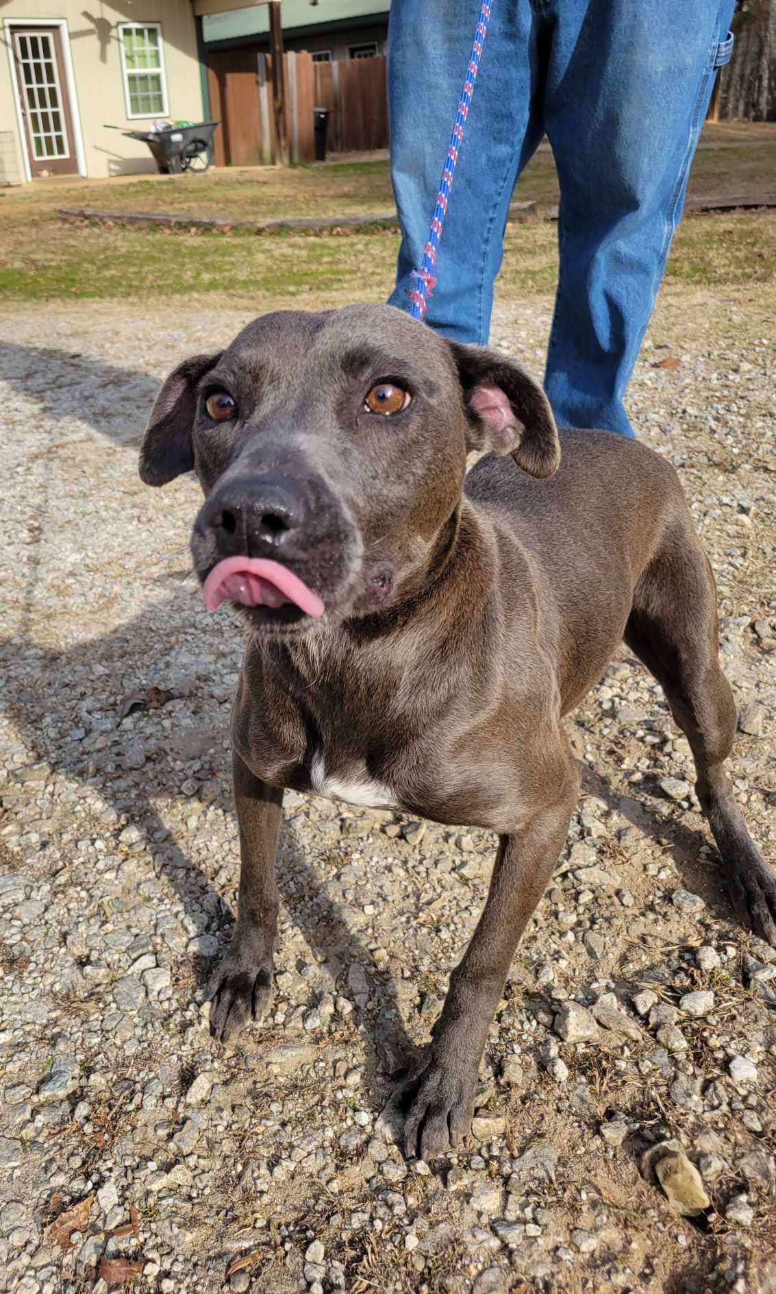 Lola, an adoptable Mixed Breed in Shelburne, VT, 05482 | Photo Image 3