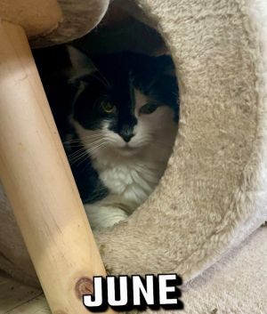 June Domestic Medium Hair Cat