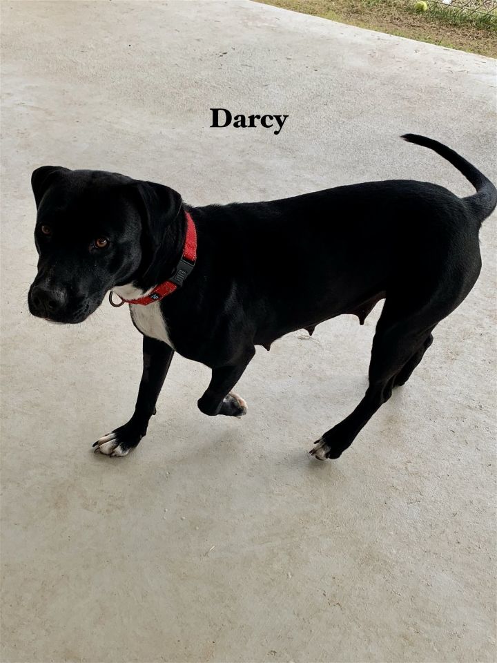 Darcy 2