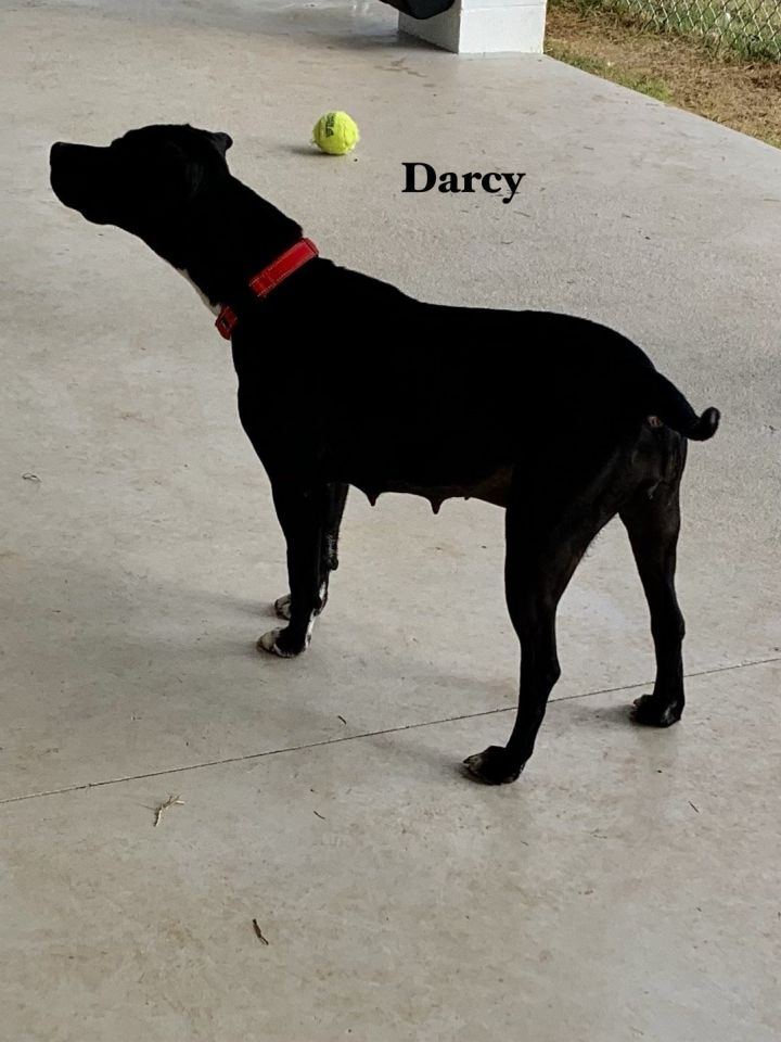 Darcy 3