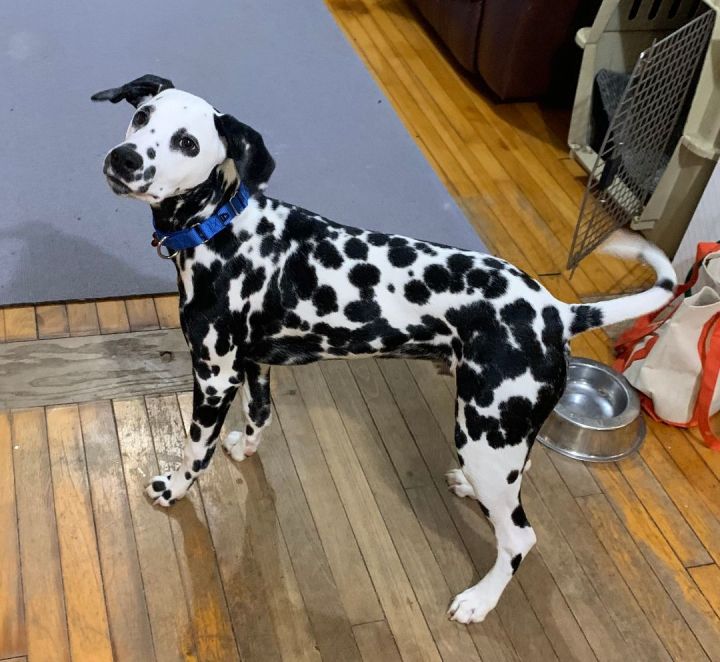 Petfinder dalmatian best sale