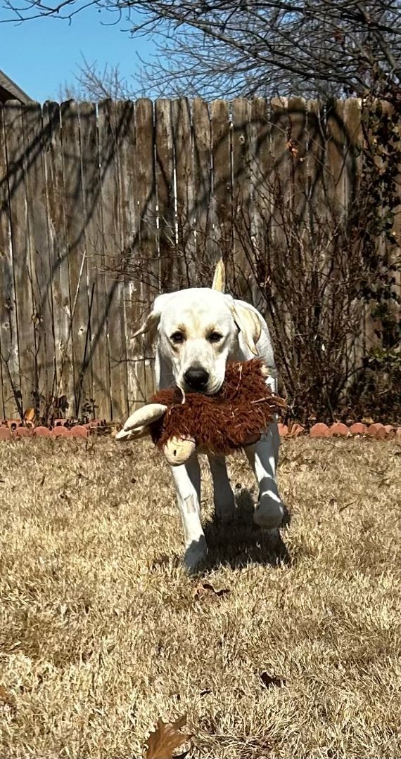 Lab rescue sale broken arrow