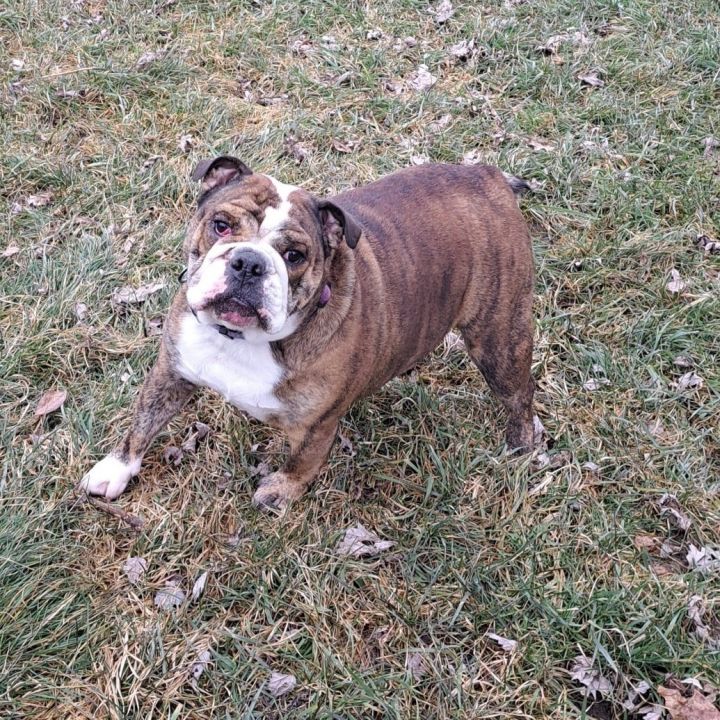 Petfinder sales english bulldog