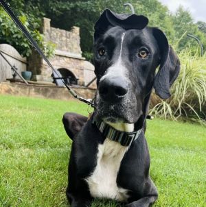 Hello all I am Scoobie I am a 8-year-old beautiful black Great Dane and sometimes I even act li