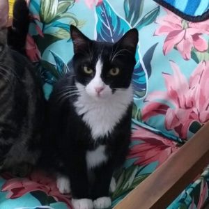 Sadie, Adult Female American Shorthair