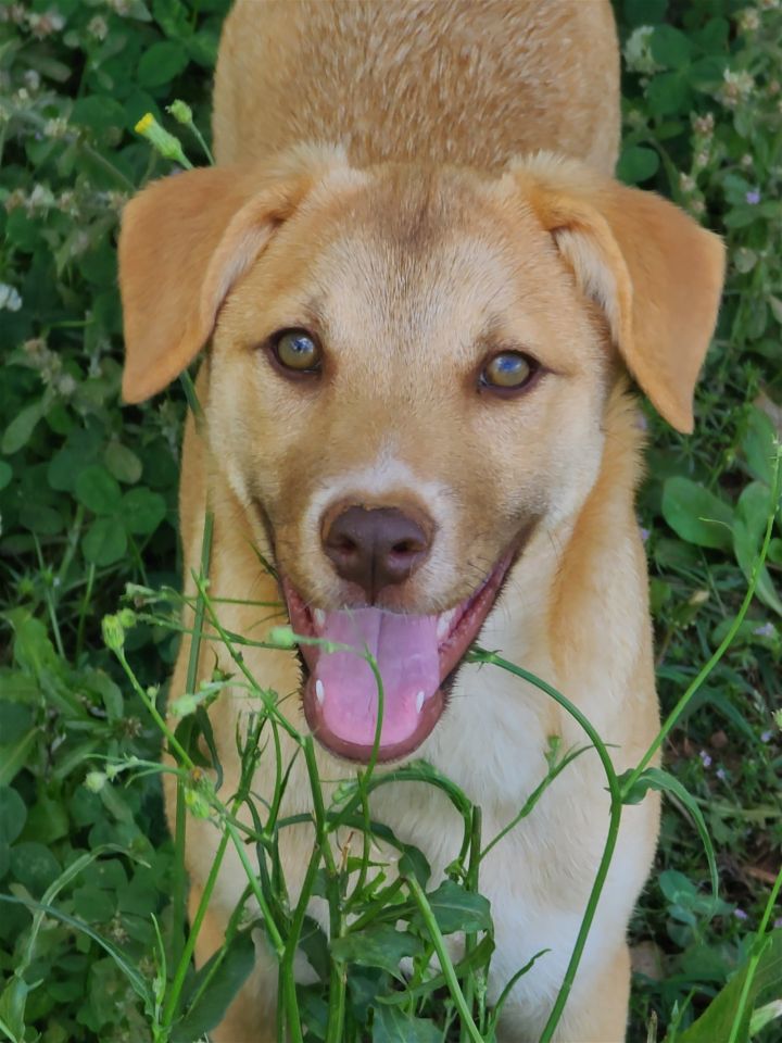 Petfinder nova scotia store duck tolling retriever