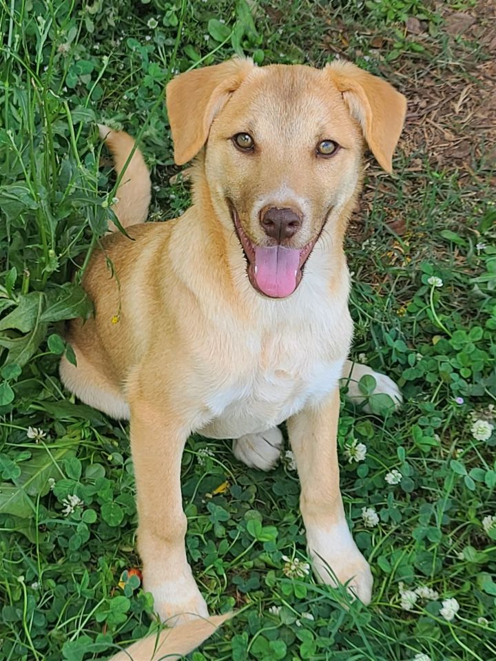 Petfinder nova scotia store duck tolling retriever