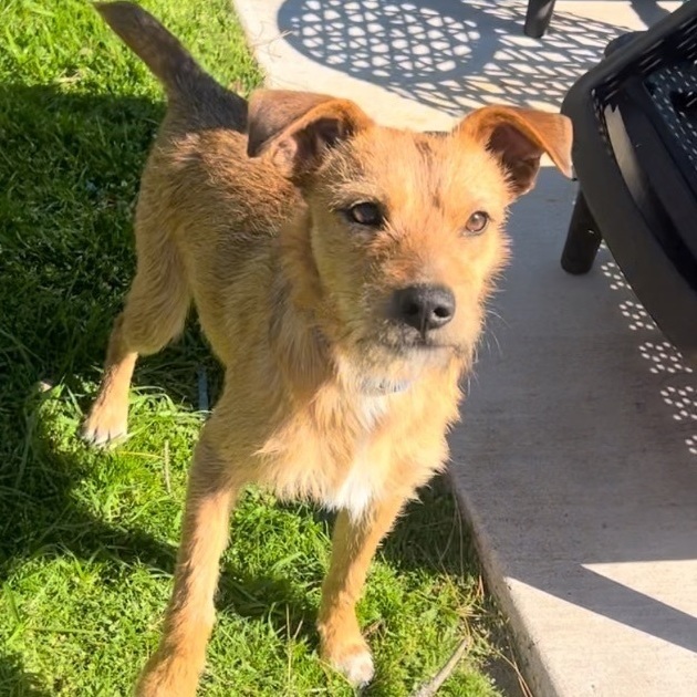 Border hot sale terrier benji