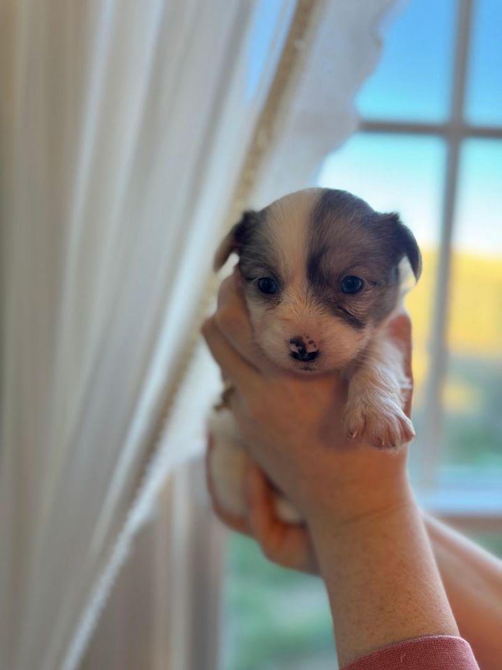 Maltese store australian shepherd