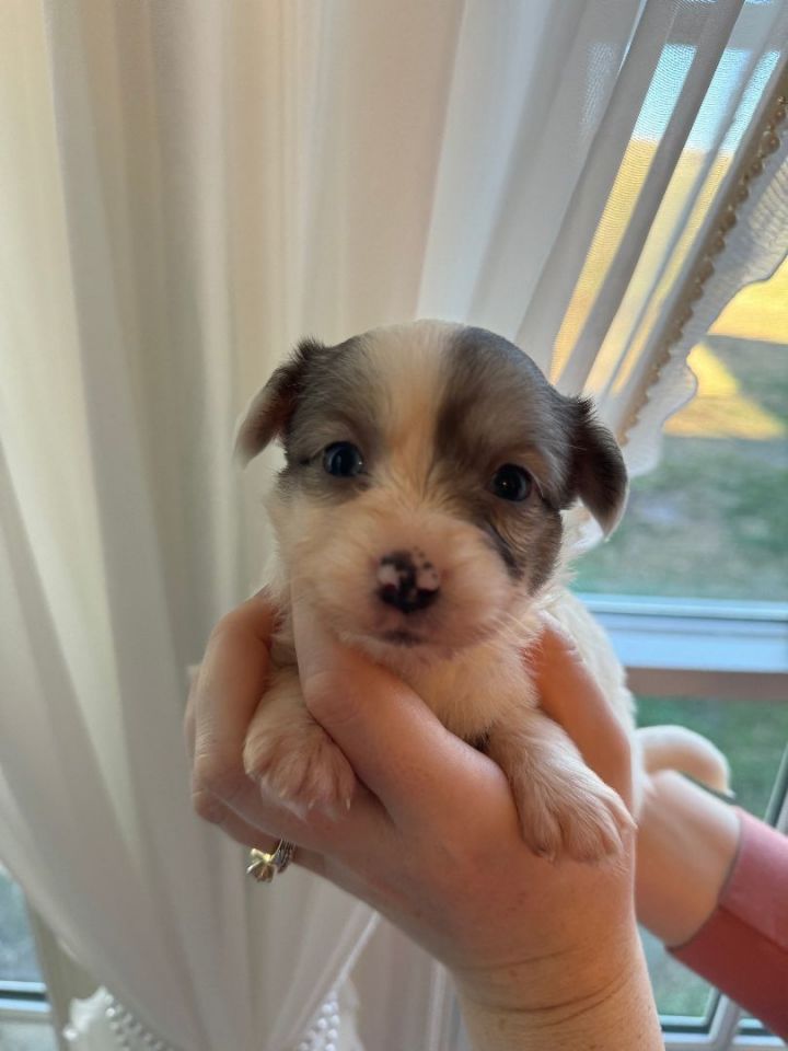 Australian shepherd best sale and maltese mix