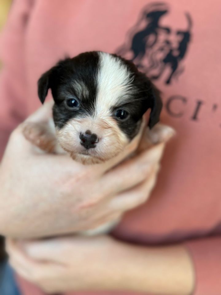 Maltese best sale australian shepherd