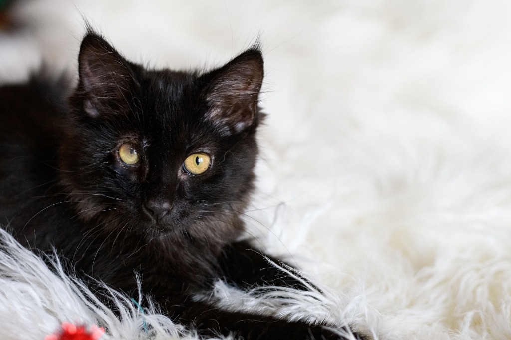 Robyn, an adoptable Domestic Medium Hair in Grand Rapids, MN, 55744 | Photo Image 1