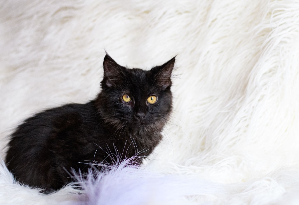 Robyn, an adoptable Domestic Medium Hair in Grand Rapids, MN, 55744 | Photo Image 5