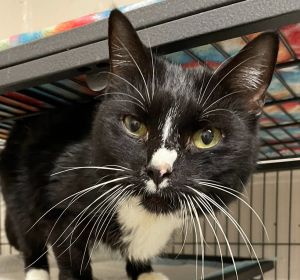 Nikita, Adult Female Domestic Short Hair
