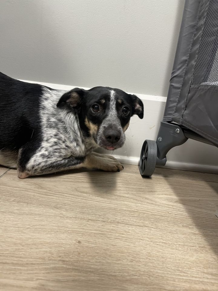 Dog for adoption Morgen an Australian Cattle Dog Blue Heeler