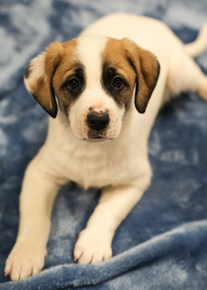 St bernard store beagle mix puppy