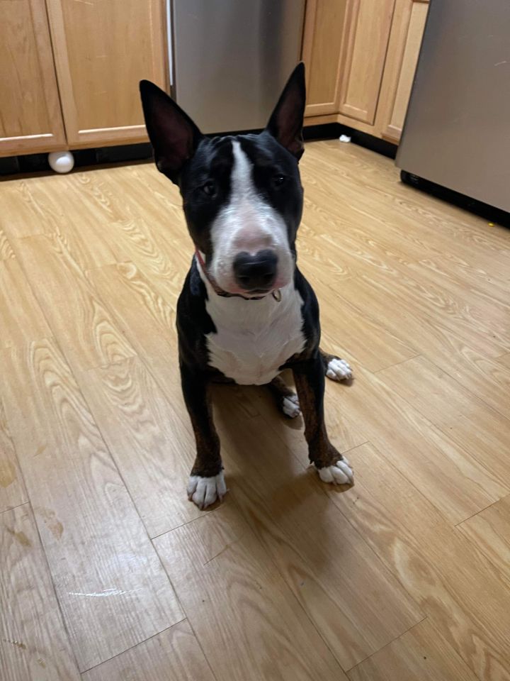 Bull terrier sale petfinder