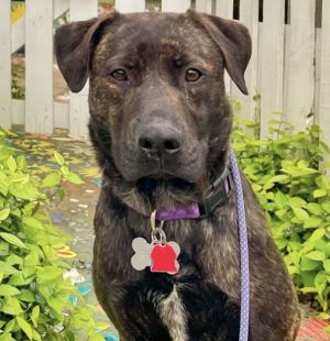 Meet this sweet boy Georgie previously Bruno who was abandoned at a local dog park One of our v