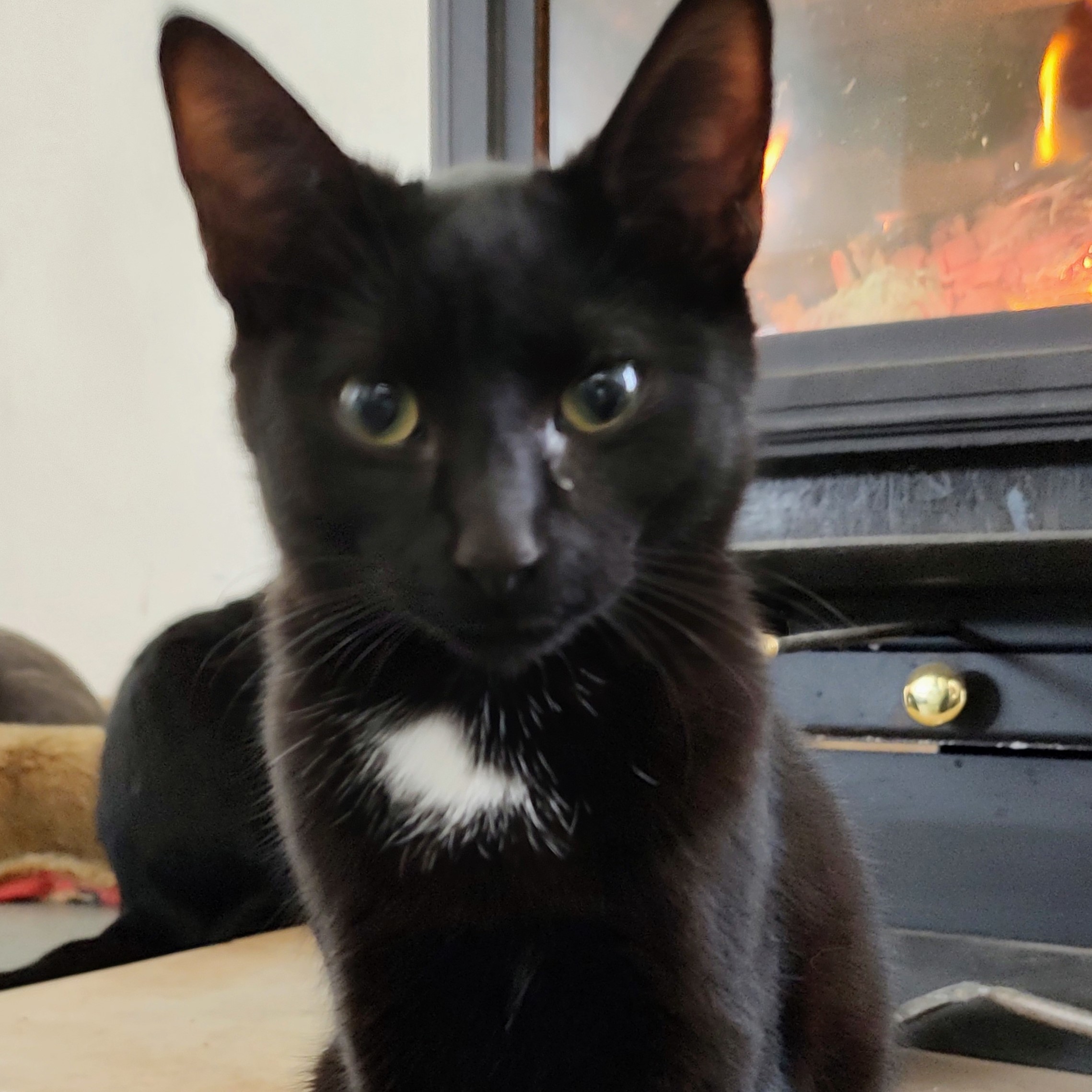 Sub, an adoptable Domestic Short Hair in Santa Fe, NM, 87501 | Photo Image 1