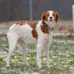 Petfinder cheap brittany spaniel