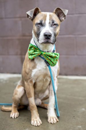 Meet Eggo a heart-stealing medium-sized foster dog whose intelligence is matched only by his kindn