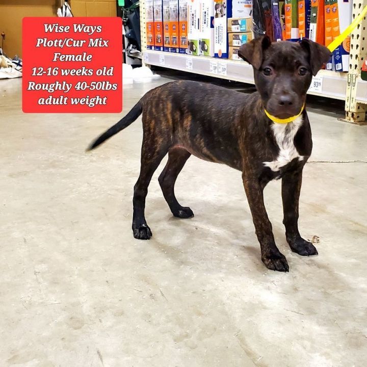 Black mouth cur store plott hound mix