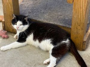 Vito, Adult Male Domestic Short Hair
