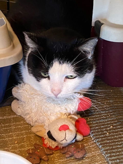 Vito, an adoptable Domestic Short Hair in Escondido, CA, 92026 | Photo Image 2