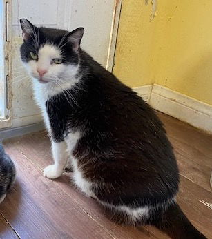 Vito, an adoptable Domestic Short Hair in Escondido, CA, 92026 | Photo Image 3