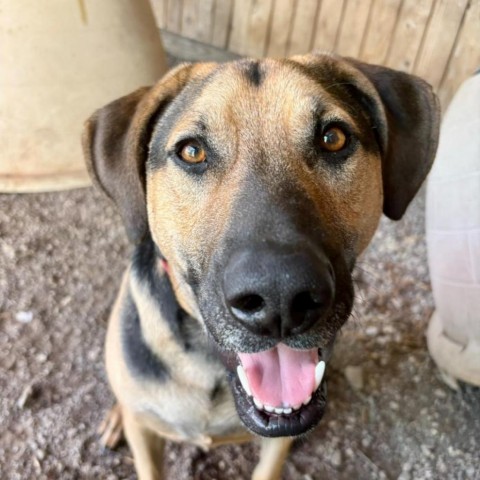 Rip, an adoptable Mixed Breed in Redwood Valley, CA, 95470 | Photo Image 1