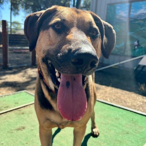 Rip, an adoptable Mixed Breed in Redwood Valley, CA, 95470 | Photo Image 2