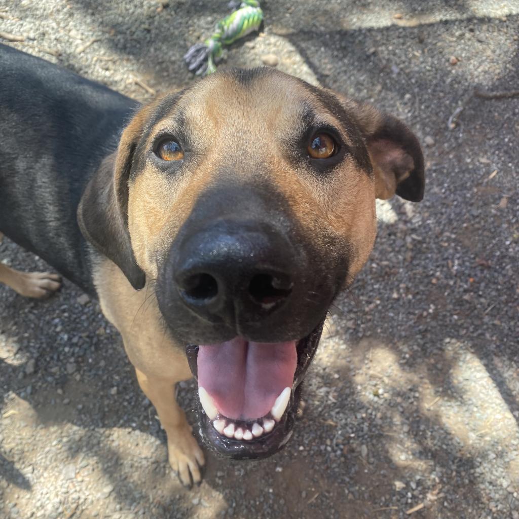 Rip, an adoptable Mixed Breed in Redwood Valley, CA, 95470 | Photo Image 3