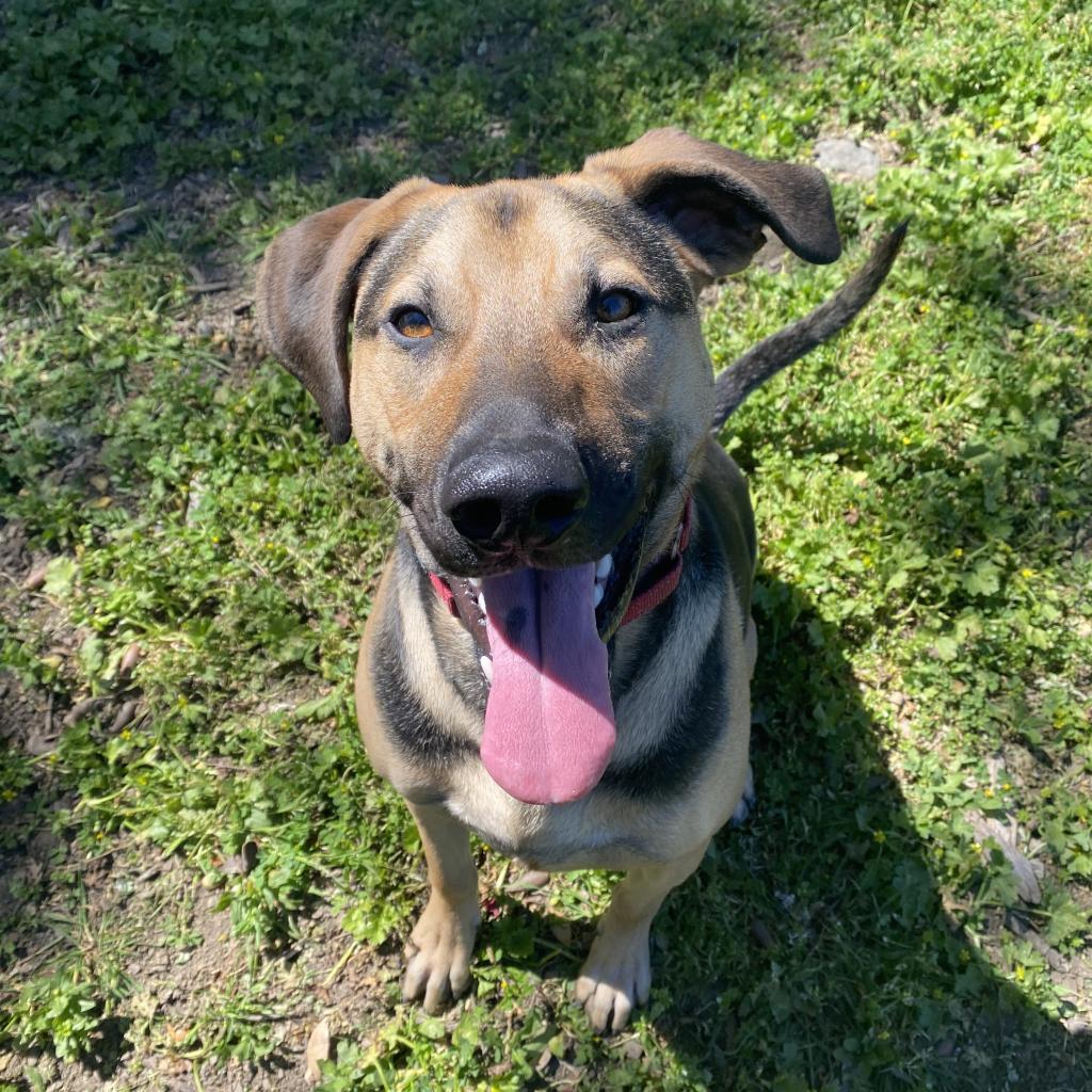Rip, an adoptable Mixed Breed in Redwood Valley, CA, 95470 | Photo Image 4