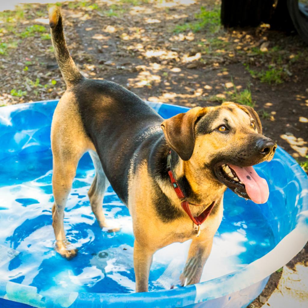Rip, an adoptable Mixed Breed in Redwood Valley, CA, 95470 | Photo Image 5