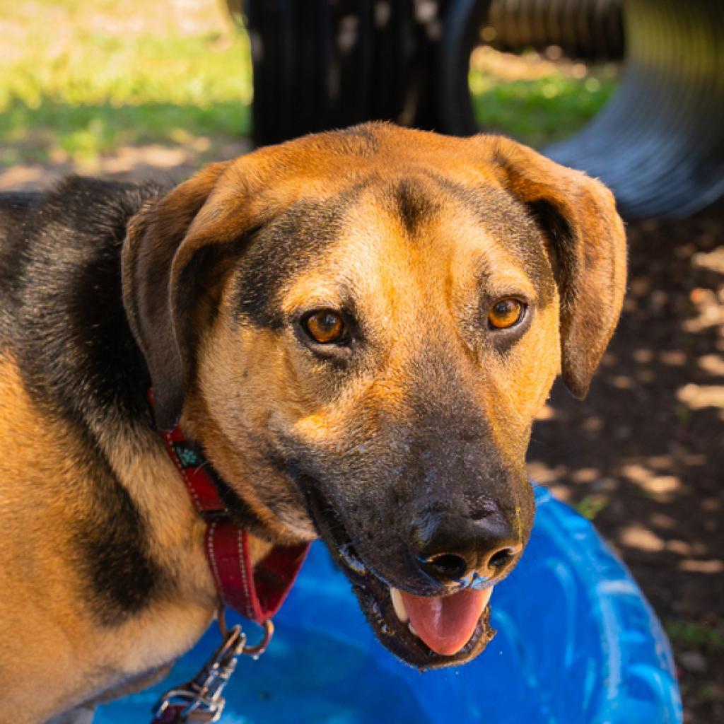 Rip, an adoptable Mixed Breed in Redwood Valley, CA, 95470 | Photo Image 6