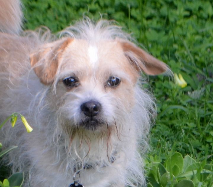 Jack russell best sale norfolk terrier mix