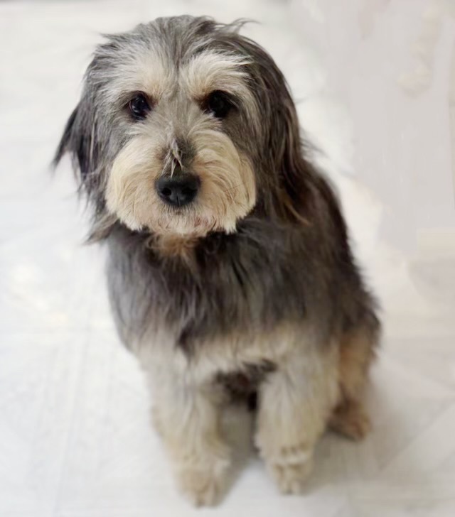 Petfinder best sale bearded collie