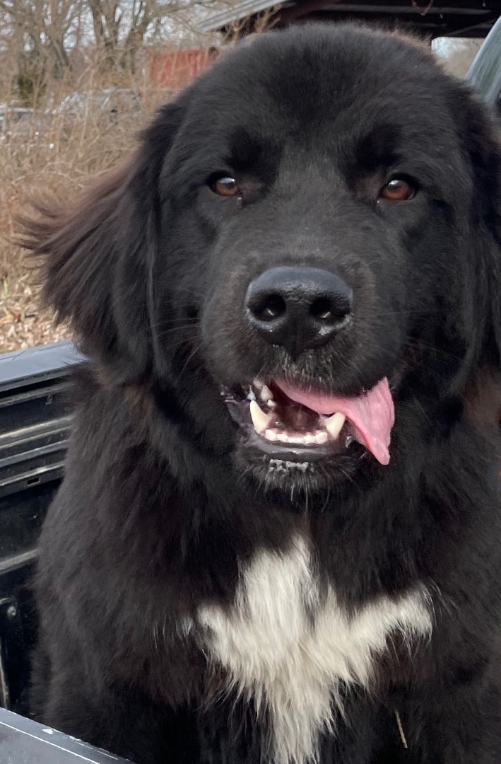 Petfinder newfoundland hot sale