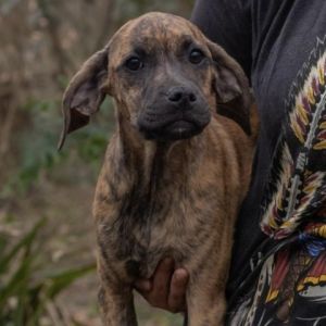 Jasmine Black Mouth Cur Dog