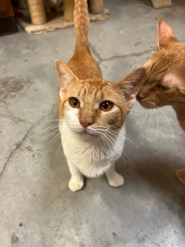 Ice Spice, an adoptable American Shorthair in Fulton, TX, 78358 | Photo Image 1