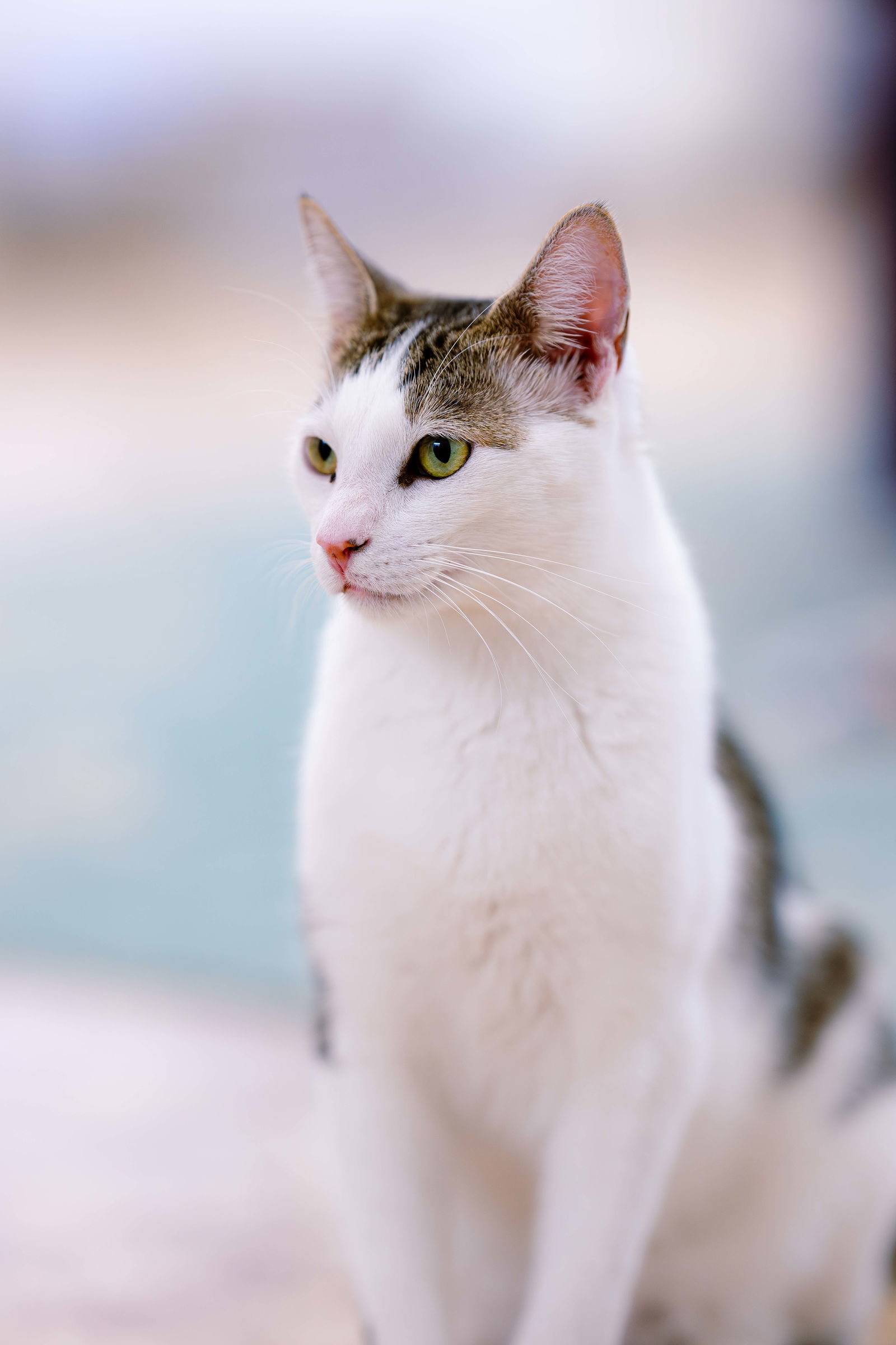 Snoopy (bonded w/ Marcie), an adoptable Domestic Short Hair, Tabby in San Jose, CA, 95112 | Photo Image 1