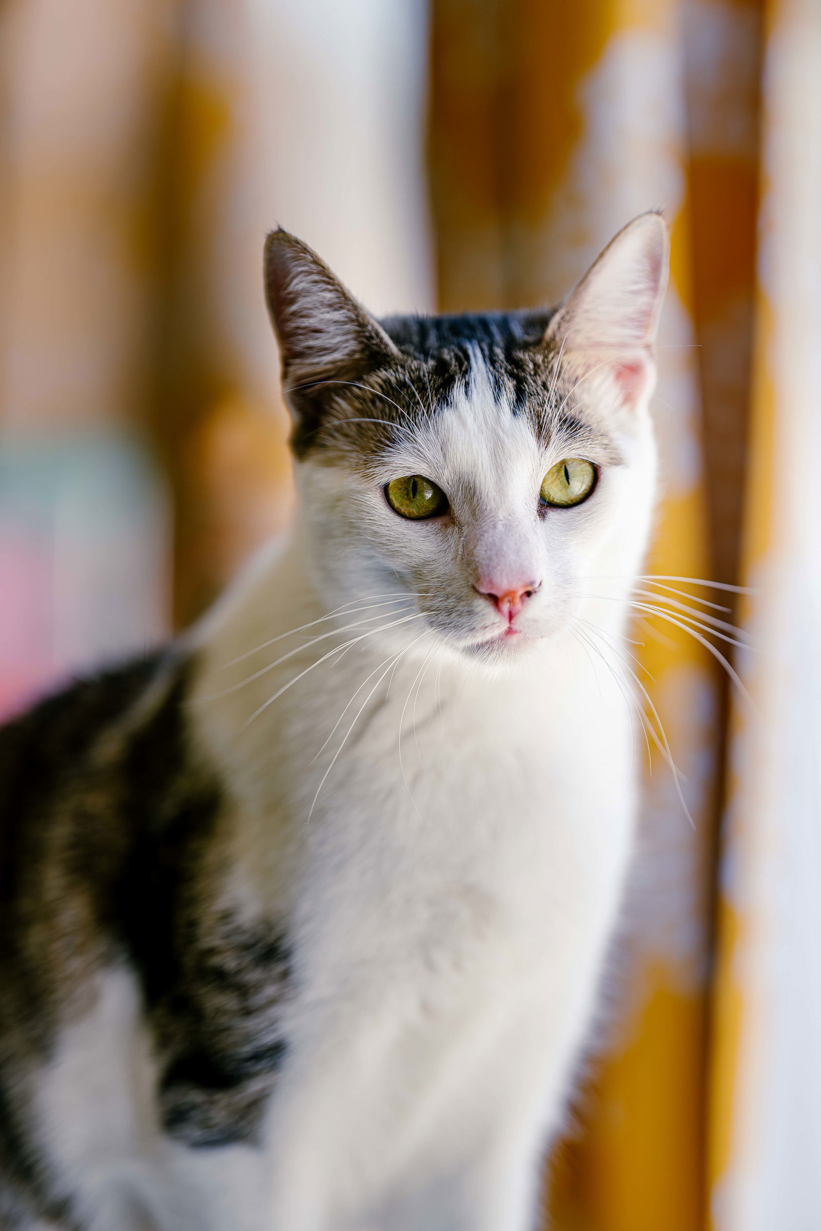 Snoopy (bonded w/ Marcie), an adoptable Domestic Short Hair, Tabby in San Jose, CA, 95112 | Photo Image 2
